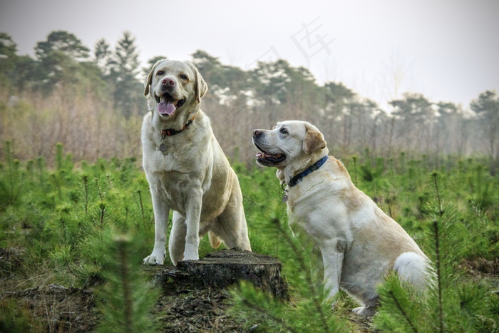 标准拉布拉多犬图片