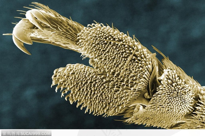 微观世界-毛茸茸的脚