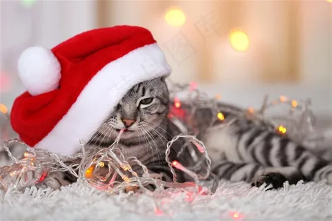 可爱的圣诞猫