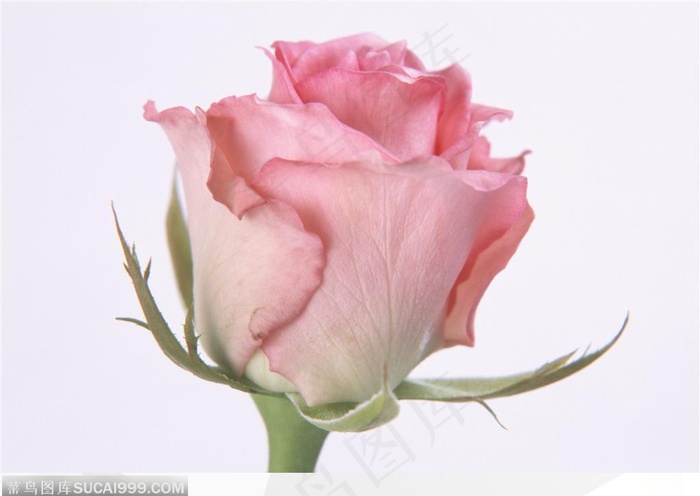 玫瑰花物语-盛开的粉色玫瑰