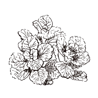 线条草本花卉手绘植物-芳香族