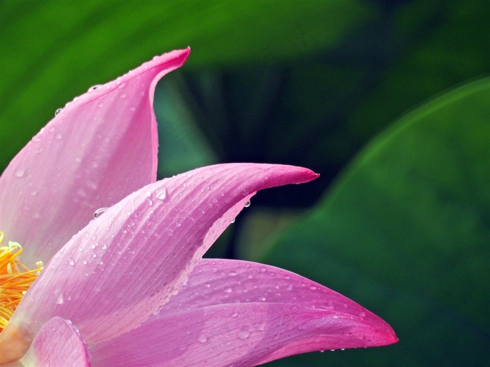 鲜花系列雨后荷花图