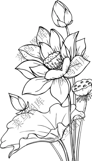 莲花素描图