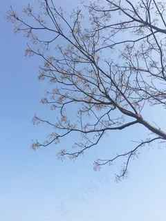 长果实的树枝 长果实的树枝