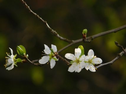 桃花枝白色桃花图片 桃花枝白色桃花图片