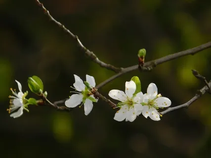 桃花枝白色桃花图片 桃花枝白色桃花图片