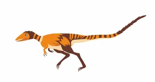 中华龙鸟简约彩色插图