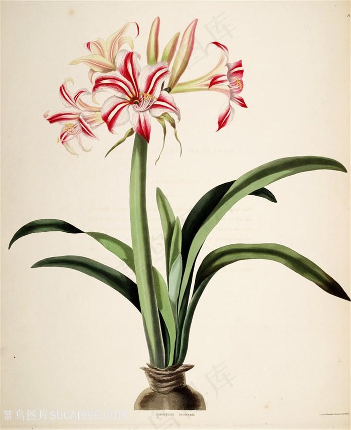 唯美水彩喇叭花花束插画