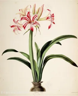 唯美水彩喇叭花花束插画