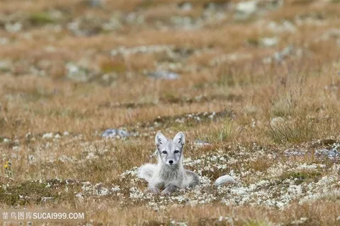 野生动物躺在杂草里的狐狸图片 野生动物躺在杂草里的狐狸图片