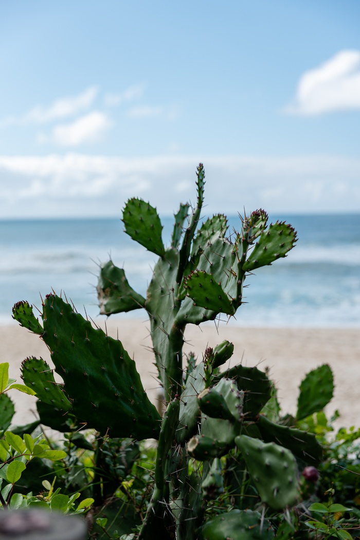 绿色仙人掌仙人球摄影素材