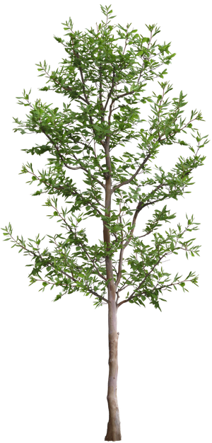 高清树木素材 免抠PSD植物素材 美术绘画园林贴图 树草灌木花草