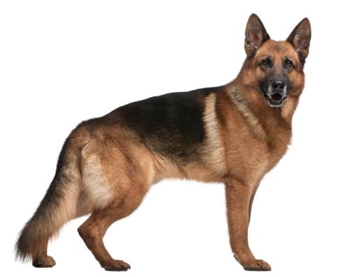 德国牧羊犬 PNG免抠(500x397)