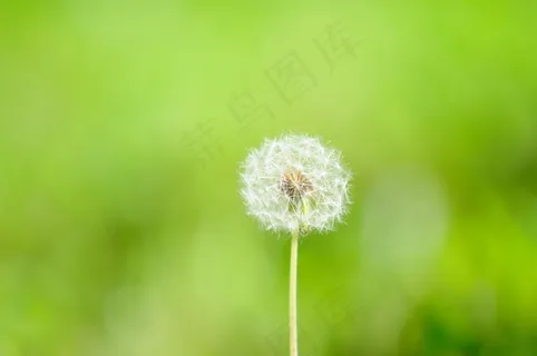 美丽的蒲公英图片 美丽的蒲公英图片