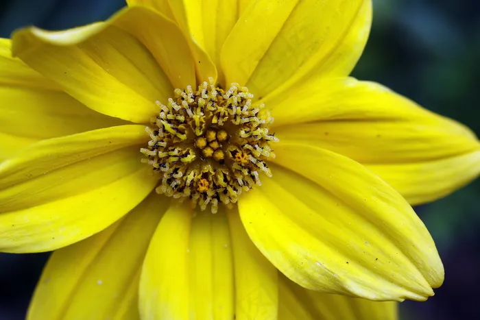 黄色鬼针树花图片