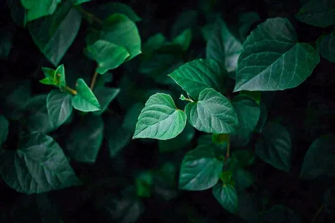 清新绿叶绿植植物叶子特写立夏夏至大暑春夏摄影图