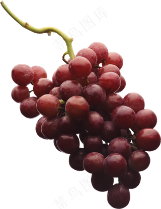 葡萄免抠素材 (39)