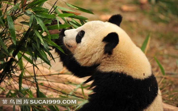 吃竹叶的熊猫摄影