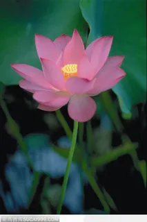 漂亮的盛开荷花图片 漂亮的盛开荷花图片