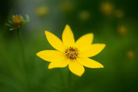唯美黄色鲜花高清摄影 唯美黄色鲜花高清摄影