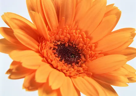花朵橙色花心 花朵橙色花心