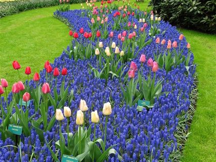 草坪上郁金香花海鲜花图片