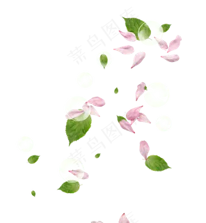 花瓣花朵免扣图片  