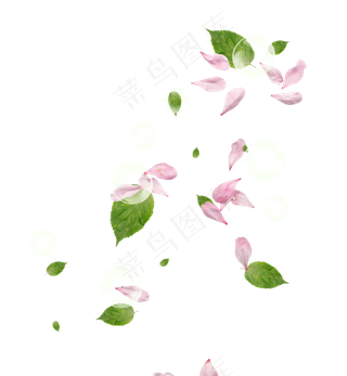 花瓣花朵免扣图片  