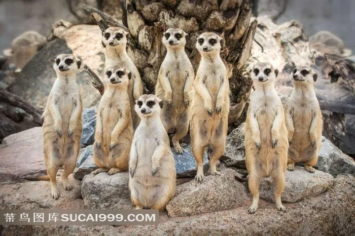 可爱狐獴图片