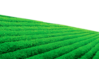 茶园地现代农业