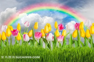 葱绿草地里的郁金香花花卉摄影高清图片