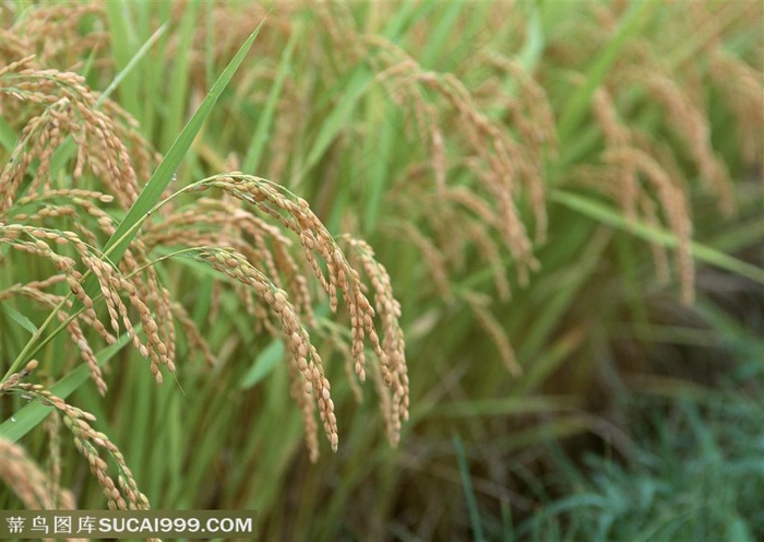 农作物-田埂边的稻穗沉甸甸
