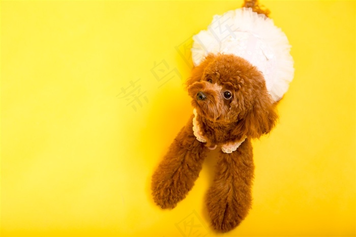 可爱的泰迪犬素材