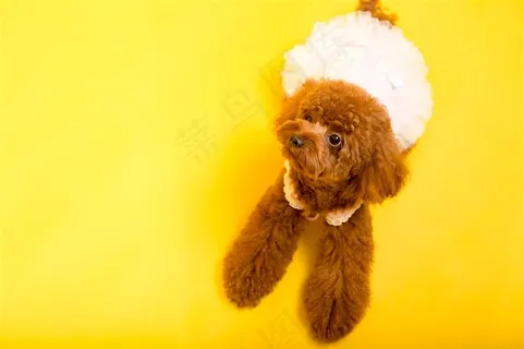 可爱的泰迪犬素材