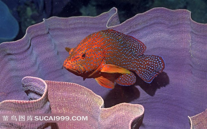 海底漂亮的鱼摄影图片素材