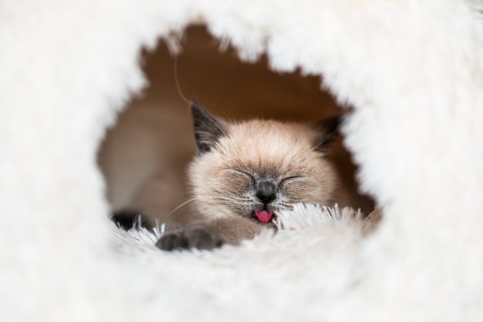 可爱猫咪猫猫摄影素材