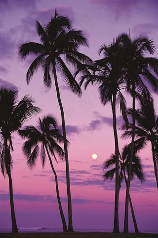 黄昏后的椰林美景