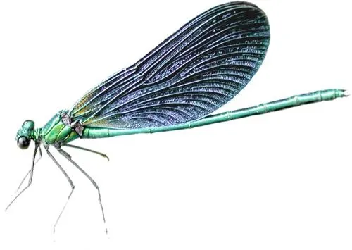 蜻蜓 PNG免抠(500x355)