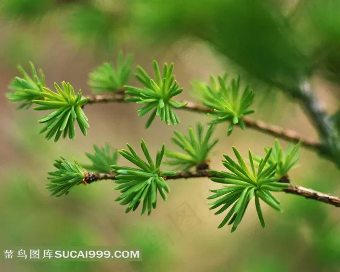 枝头发芽的叶子