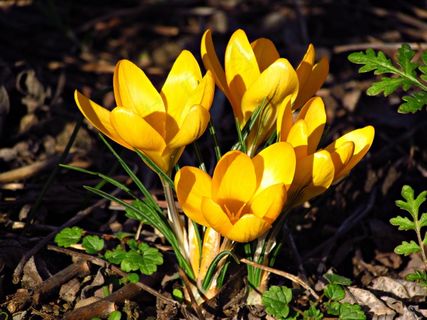 黄色藏红花绽放图片