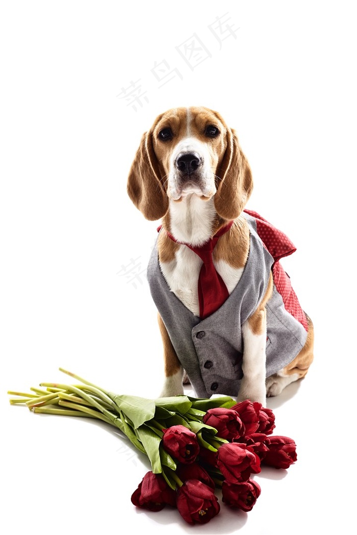 可爱的宠物狗写真高清素材大图