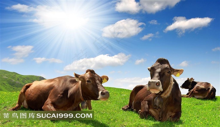 在草原上休息的牛群