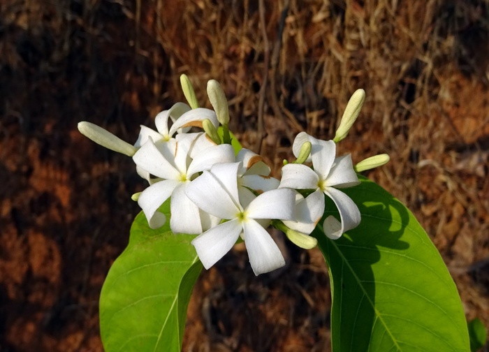 九里香花朵图片