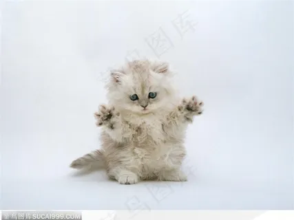 举着爪子的小波斯猫