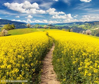 乡间油菜花花海田园风光风景图片