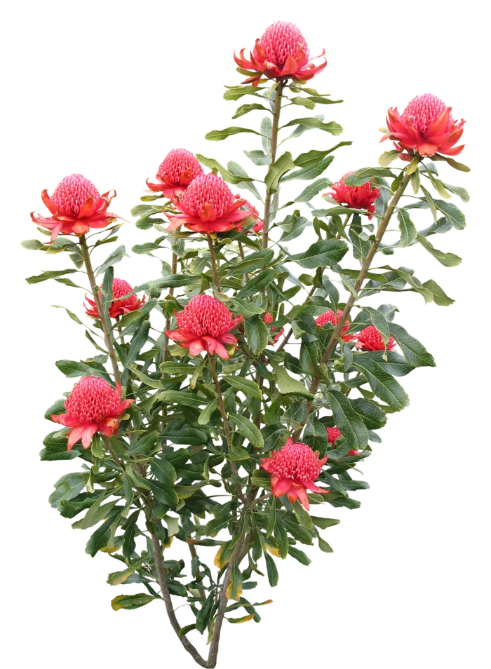 高清树木素材 免抠PSD植物素材 美术绘画园林贴图 树草灌木花草