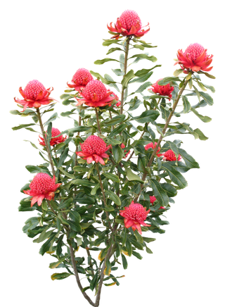 高清树木素材 免抠PSD植物素材 美术绘画园林贴图 树草灌木花草