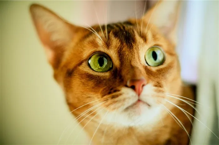 猫可爱美图素材