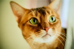 猫可爱美图素材
