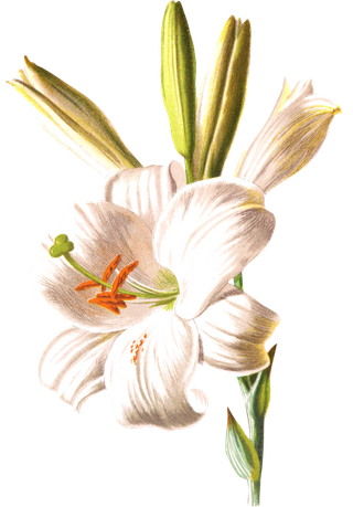 复古手绘植物花卉玫瑰花PNG免扣图案高清图片PS设计素材图